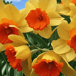 Нарцисс Pimpernel