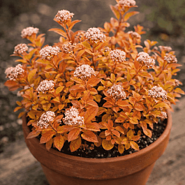 Спирея японская Zen Spirit Gold