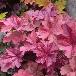 Гейхера Penelope