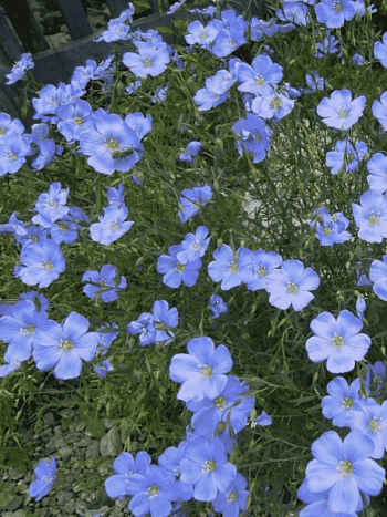 Лен многолетний