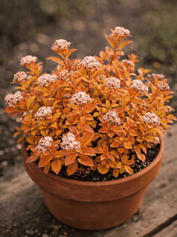 Спирея японская Zen Spirit Gold