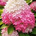 Гортензия метельчатая Royal Flower