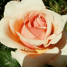 Роза чайно-гибридная Эмми