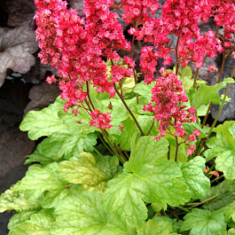 Гейхера гибридная Гавана