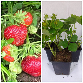 Земляника садовая Фейт НАБОР 3ШТ