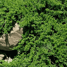 Можжевельник лежачий