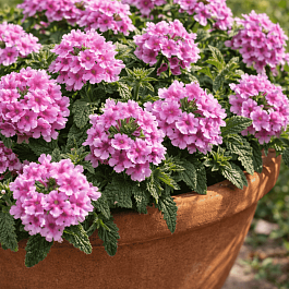 Вербена гибридная Pink Bicolour