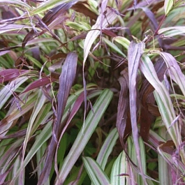 Хаконехлоа большая Naomi