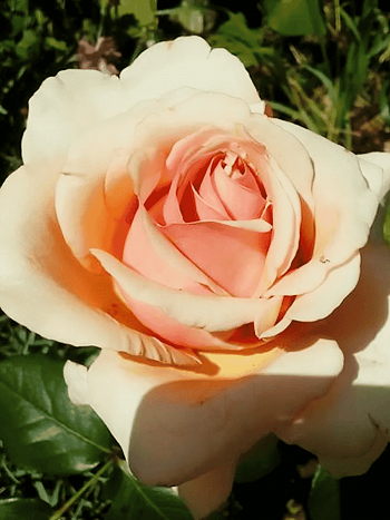 Роза чайно-гибридная Эмми