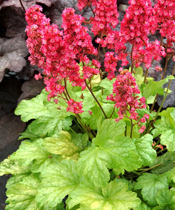 Гейхера гибридная Гавана