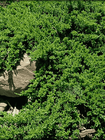 Можжевельник лежачий