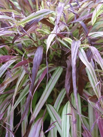 Хаконехлоа большая Naomi