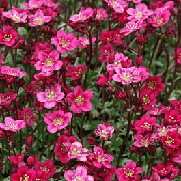 Камнеломка Арендса Blutenteppich