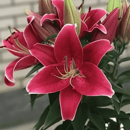 Лилия Sunny Keys