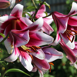 Лилия От-гибрид Фризо