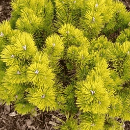 Сосна горная Golden Glow