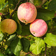 Яблоня Осеннее полосатое Яблоня Осеннее полосатое