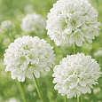Армерия ложноармерия Ballerina White