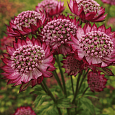 Астранция большая Primadonna