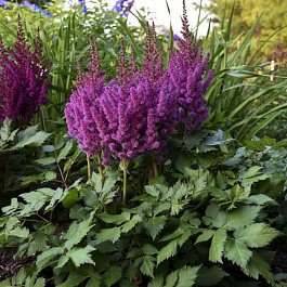 Астильба китайская Блэк энд Блу НАБОР 2ШТ (1+1)