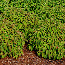 Дерен отпрысковый Келсей