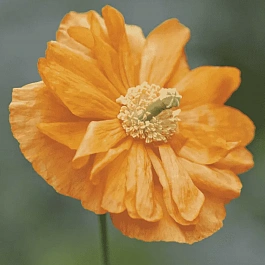 Мак скалоломный Флор Плено