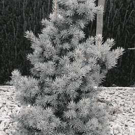 Ель колючая Mecky