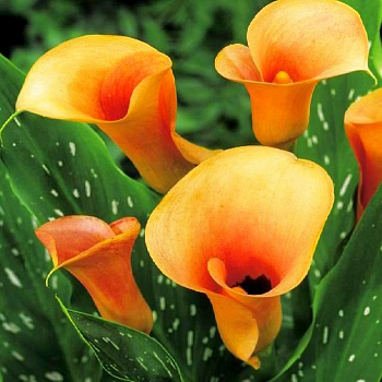 Калла Хамелеон