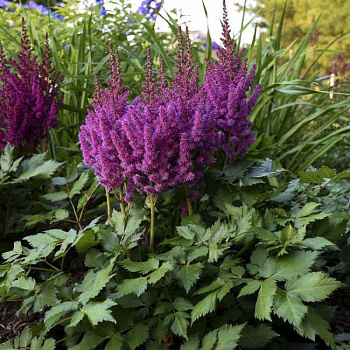 Астильба китайская Блэк энд Блу НАБОР 2ШТ (1+1)