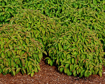 Дерен отпрысковый Келсей Дерен отпрысковый Келсей