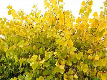 Тополь канадский Serotina Aurea