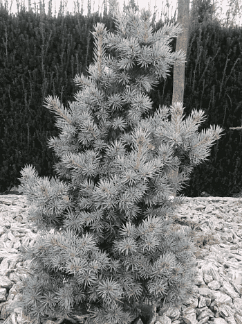 Ель колючая Mecky