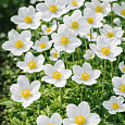 Анемона лесная Madonna