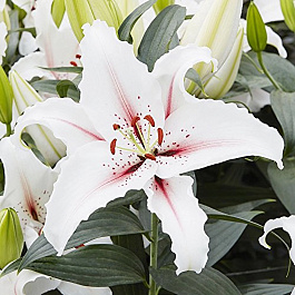 Лилия восточная Дигнити