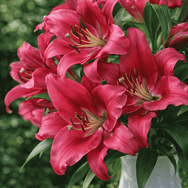 Лилия Carbonero