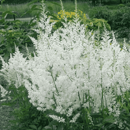 Астильба Арендса Snowdrift