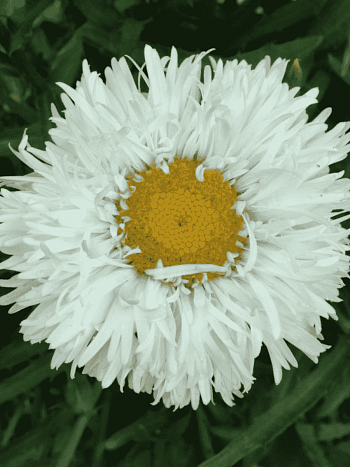 Нивяник наибольший Laspider