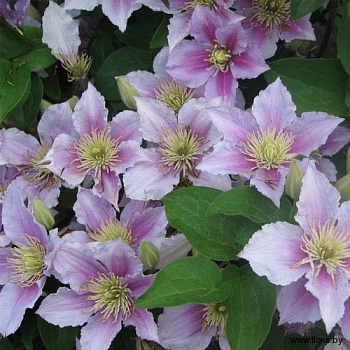 Клематис крупноцветковый Моника