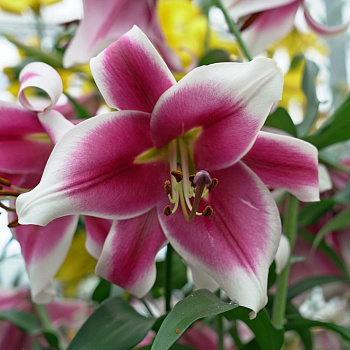 Лилия От-гибрид Фризо НАБОР 2ШТ (2+2)