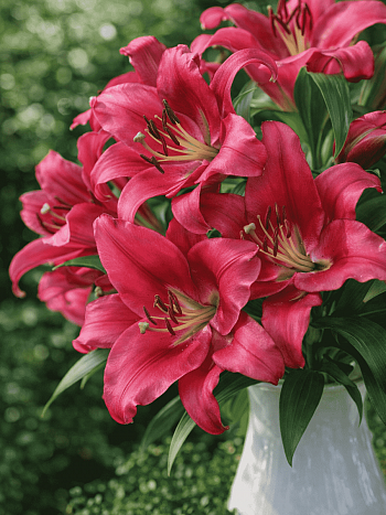 Лилия Carbonero