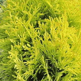 Туя  западная Dawid