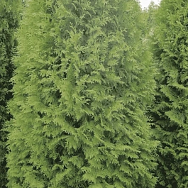 Туя западная Pyramidalis Compacta