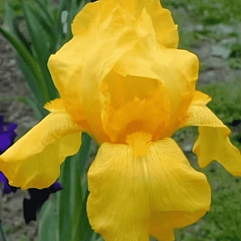 Ирис германский Ola Kala