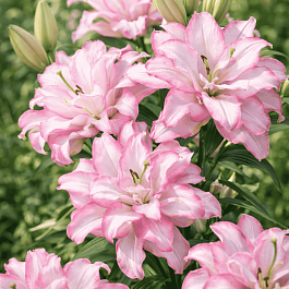 Лилия Roselily Anouska