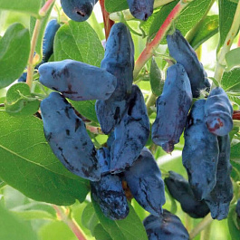 Жимолость съедобная Бакчарский великан