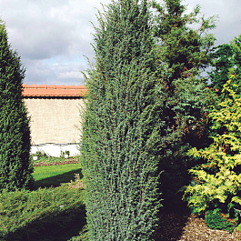 Можжевельник обыкновенный Мэйер Можжевельник обыкновенный Мэйер