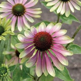 Эхинацея пурпурная Пинк Пэшн Эхинацея пурпурная Пинк Пэшн
