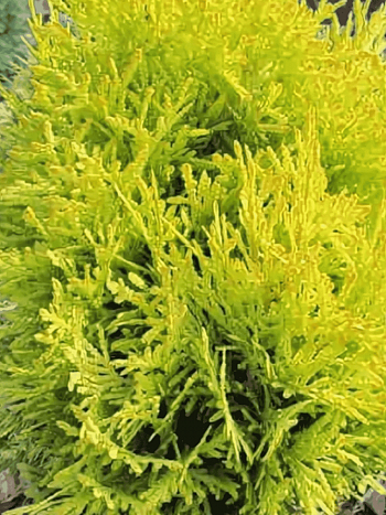 Туя  западная Dawid