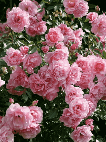 Роза Кустовая Rozario