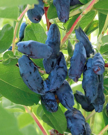 Жимолость съедобная Бакчарский великан Жимолость съедобная Бакчарский великан